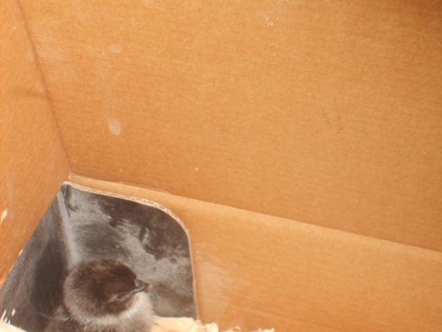 31282_7-28-10_broody_hatch_008.jpg