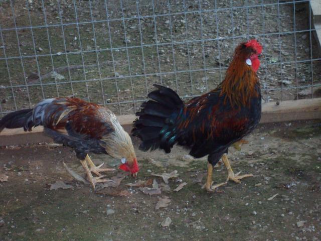 31282_7-29-10_089.jpg