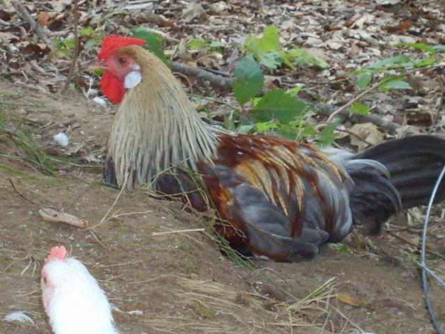 31282_7-29-10_misc_044.jpg