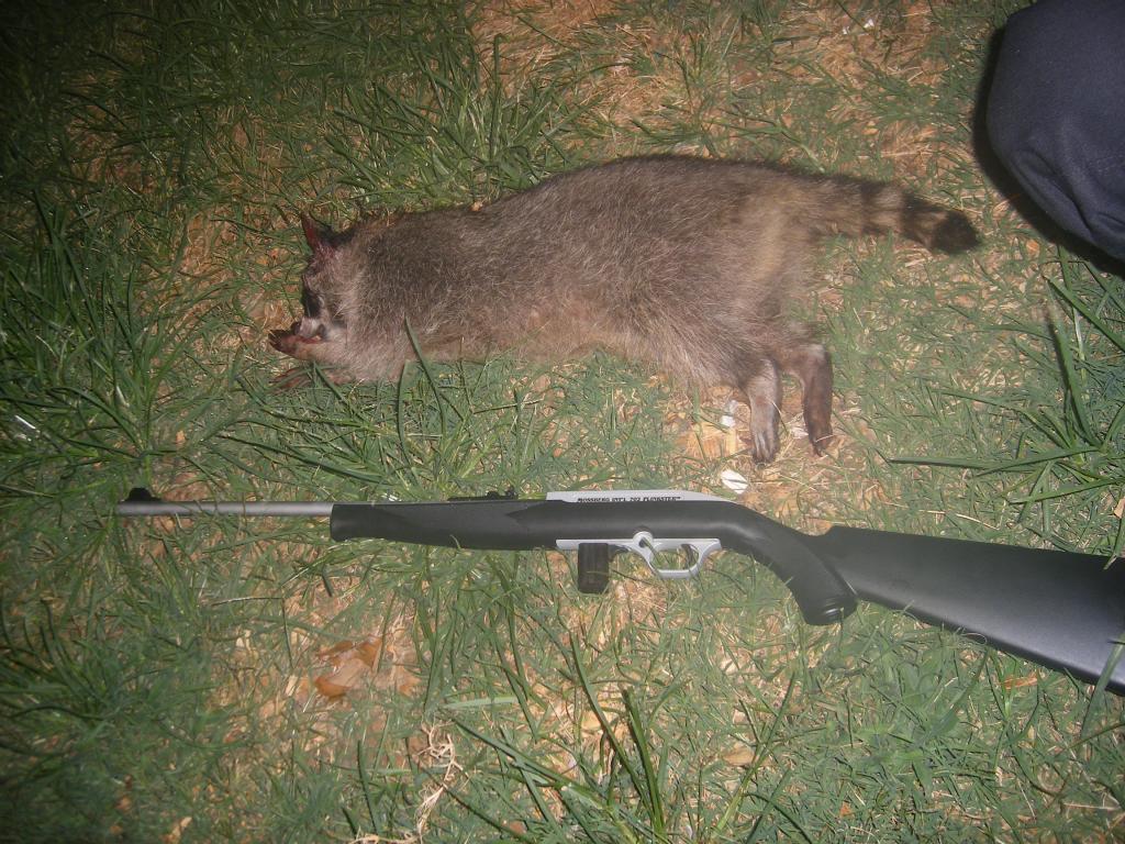 31282_7-9-11coon002.jpg