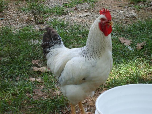 31282_8-07-10_003.jpg