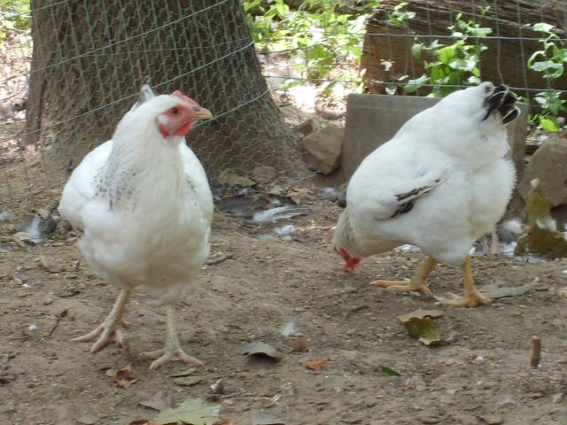 31282_8-07-10_089.jpg