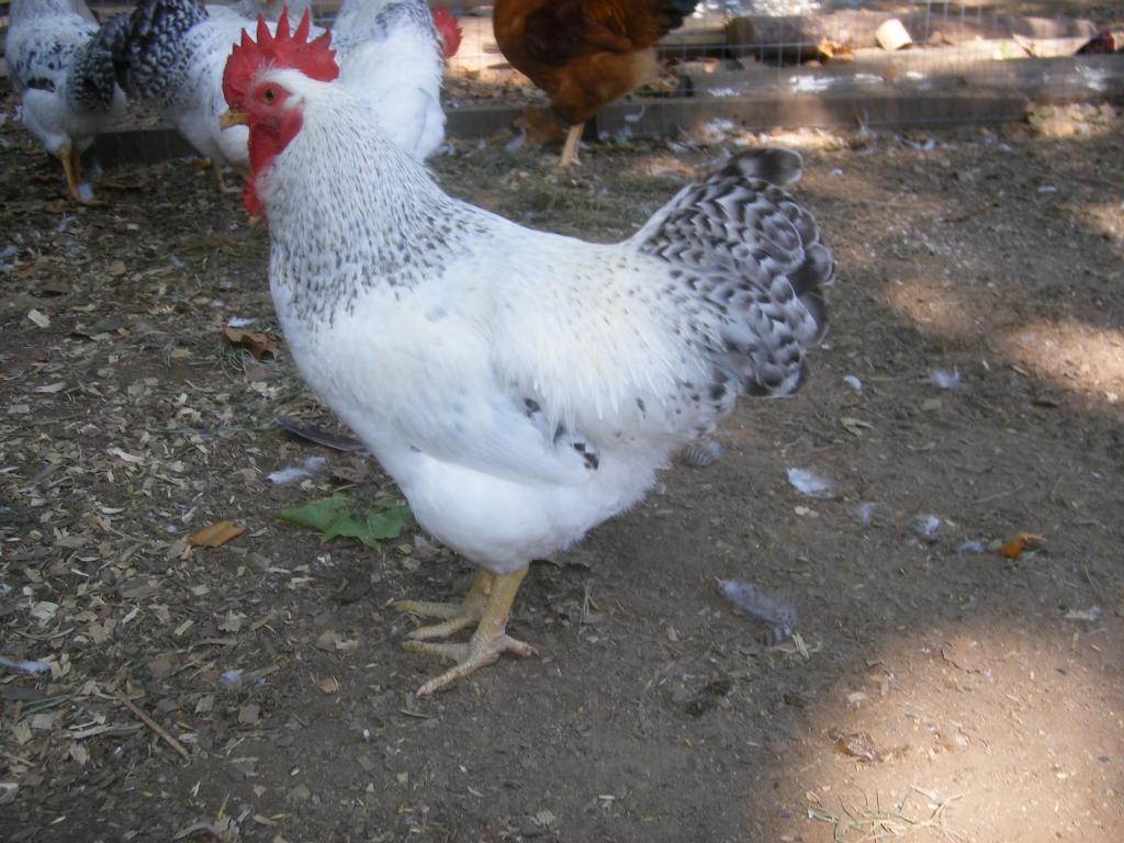 31282_8-18-2011m008.jpg