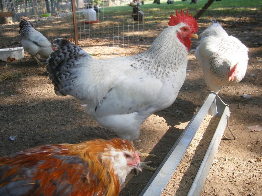 31282_8-18-2011m016.jpg