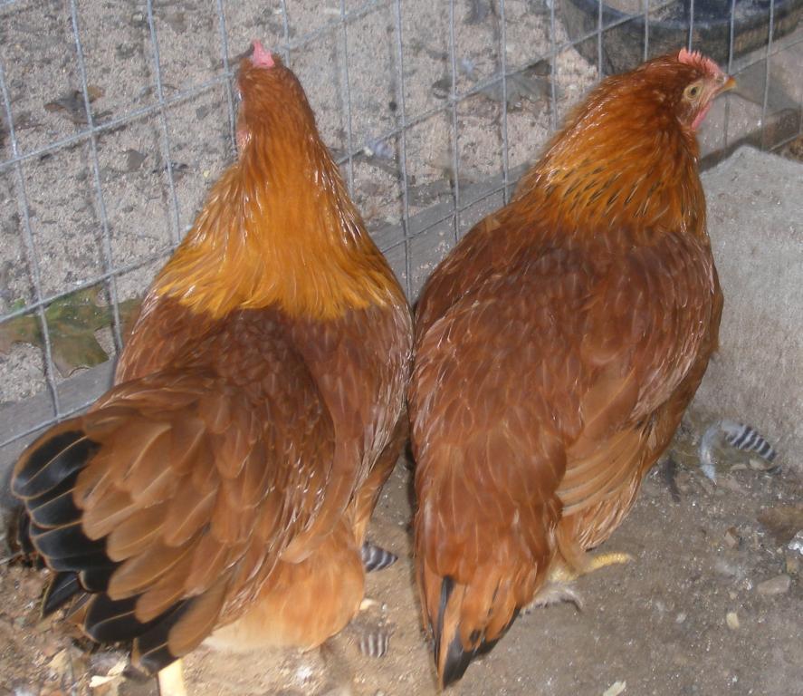 31282_8-18-2011nh014.jpg