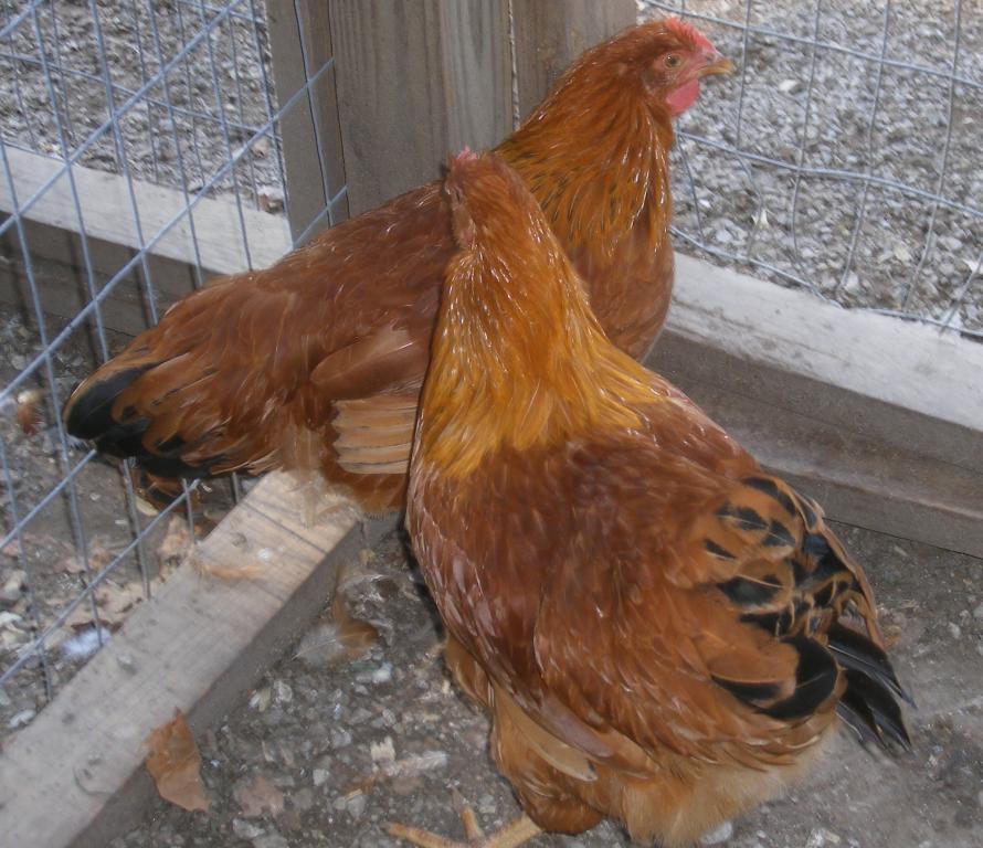 31282_8-18-2011nh023.jpg