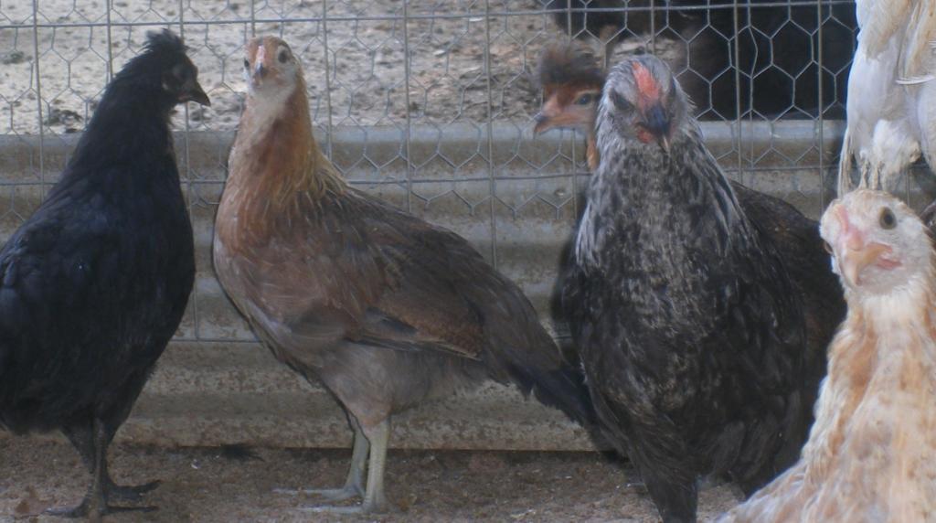 31282_8-19-2011chicks025.jpg
