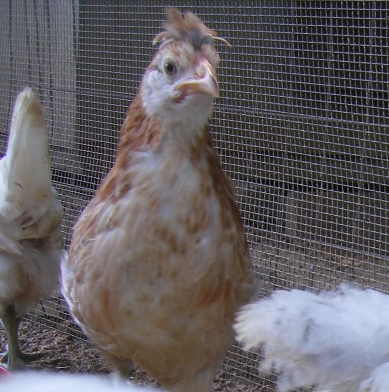 31282_8-19-2011chicks027.jpg
