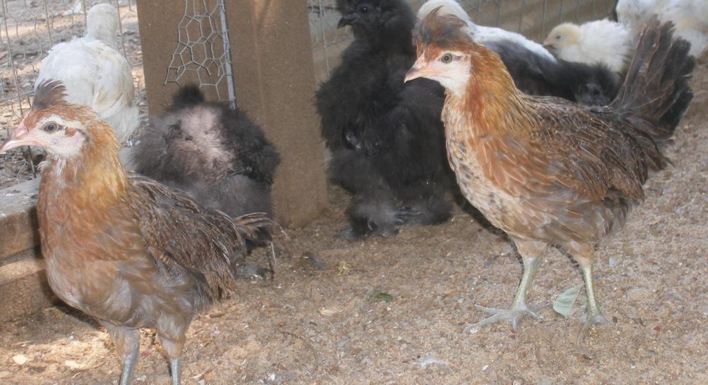 31282_8-19-2011chicks045.jpg
