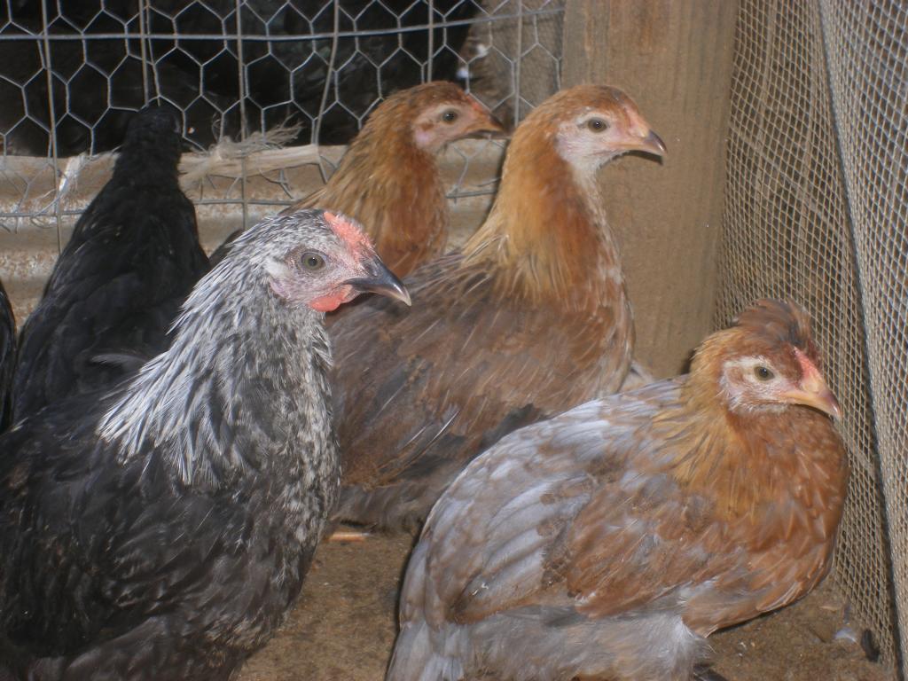 31282_8-19-2011chicks050.jpg