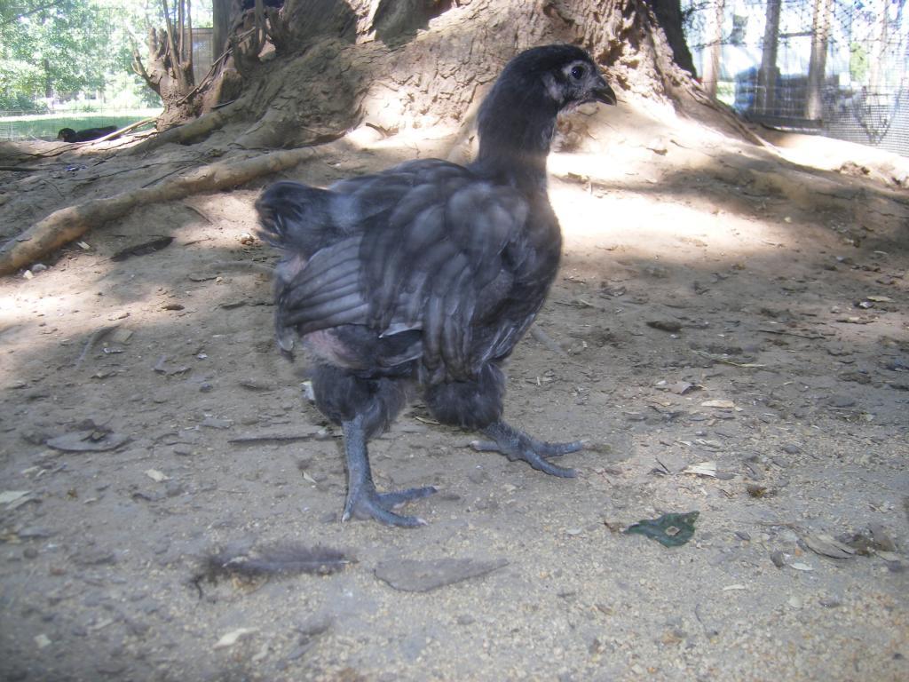 31282_8-19-2011chicks110.jpg