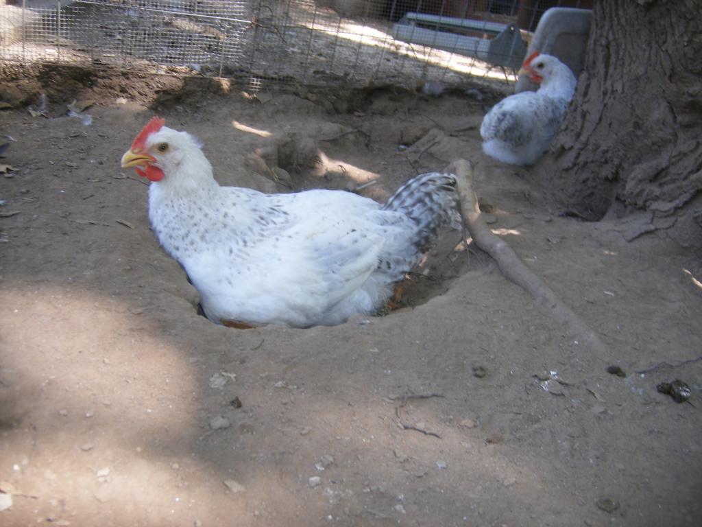 31282_8-19-2011chicks127.jpg