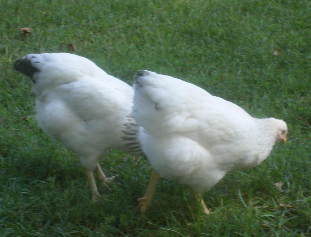 31282_8-22-11m006.jpg