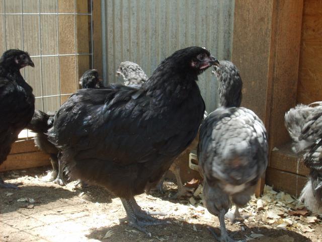 31282_8-28-10_orps_004.jpg