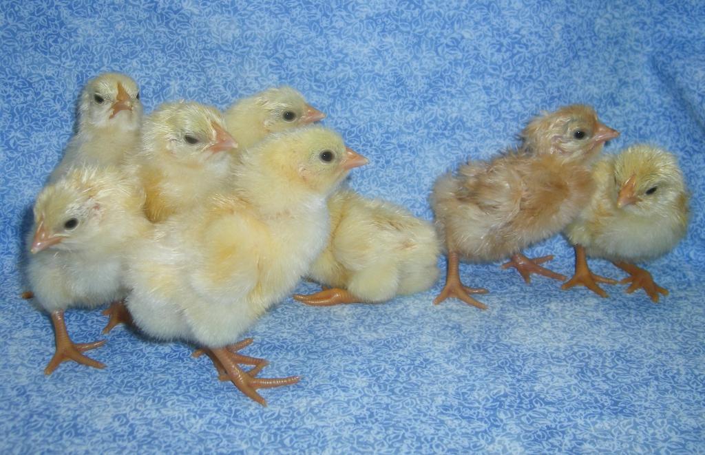 31282_8-29-11f2chicks001.jpg