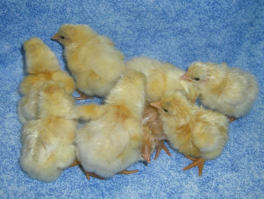 31282_8-29-11f2chicks010.jpg