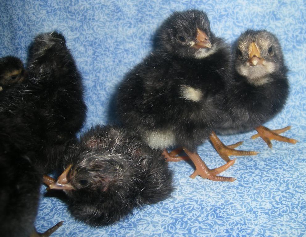 31282_8-29-11f2chicks014.jpg