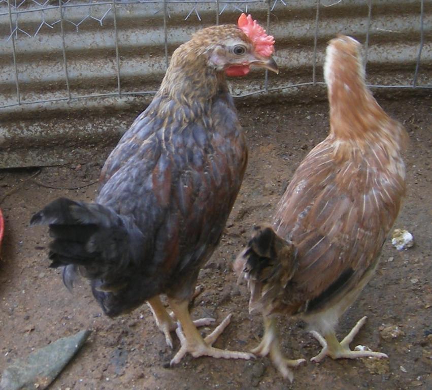 31282_8-4-2011mis014.jpg