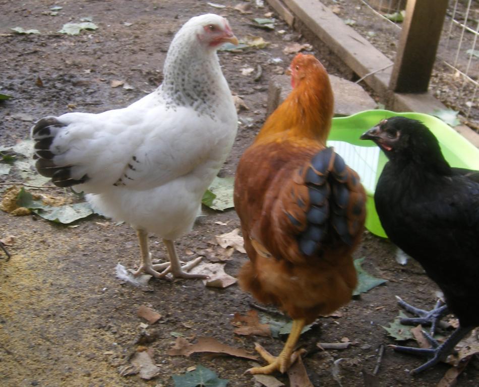 31282_8-4-2011mis074.jpg