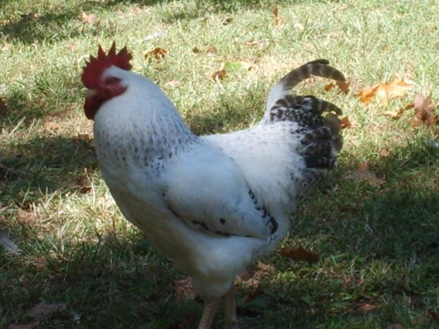 31282_9-05-10_001.jpg
