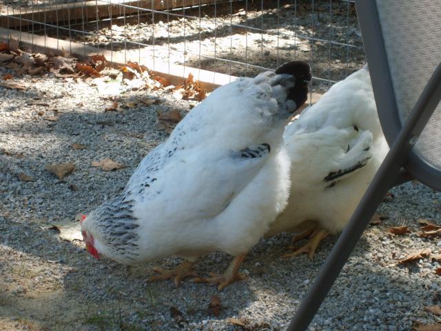 31282_9-05-10_020.jpg