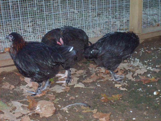 31282_9-11-10_misc_195.jpg