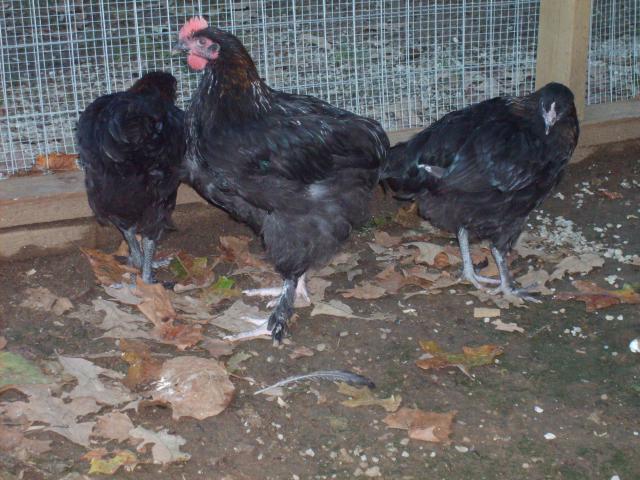 31282_9-11-10_misc_196.jpg
