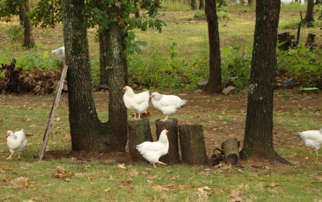 31282_9-18-2011misc009.jpg