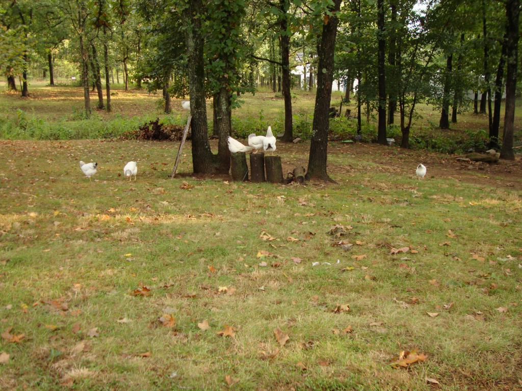 31282_9-18-2011misc010.jpg