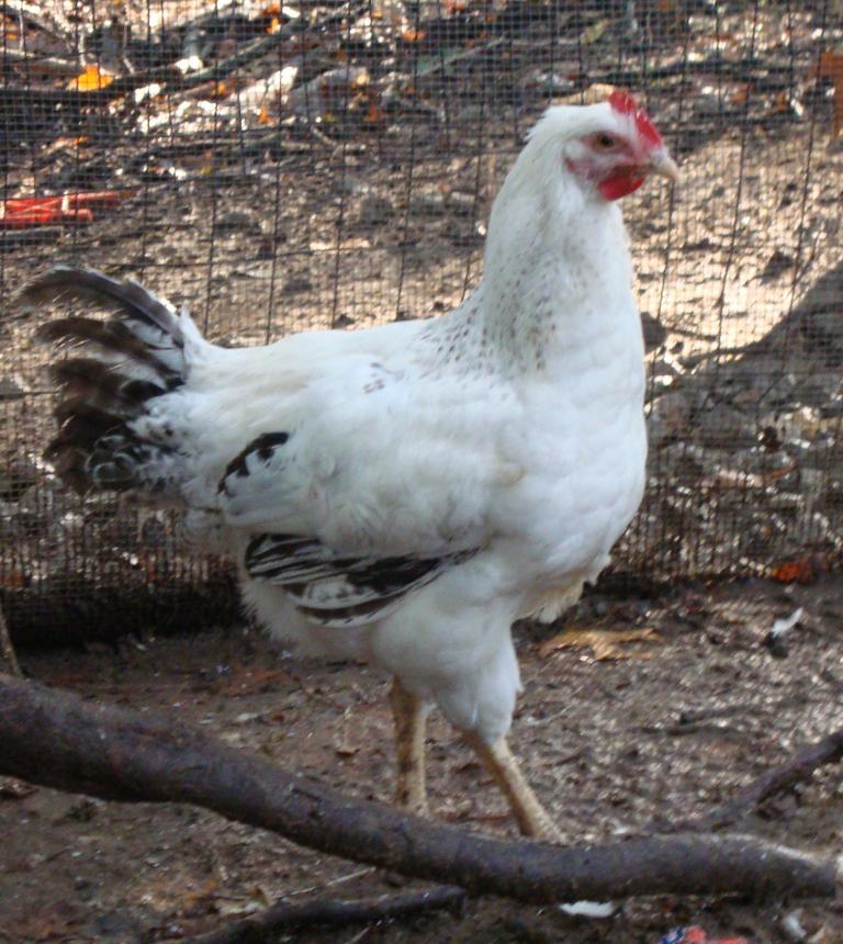 31282_9-18-2011misc024.jpg