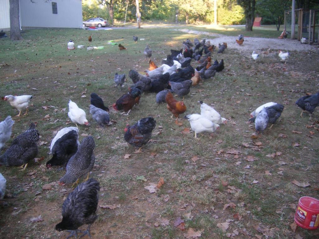 31282_9-20-2011flock001.jpg