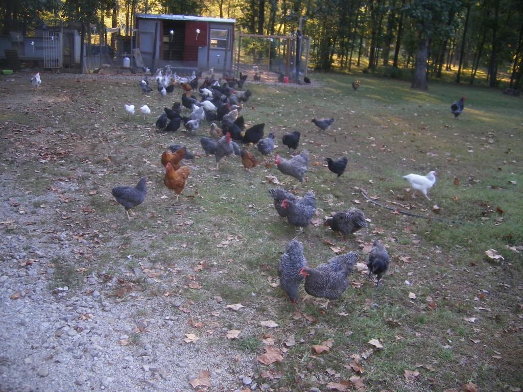 31282_9-20-2011flock006.jpg