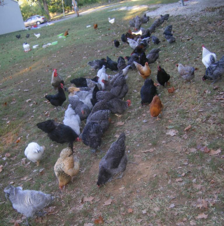 31282_9-20-2011flock016.jpg