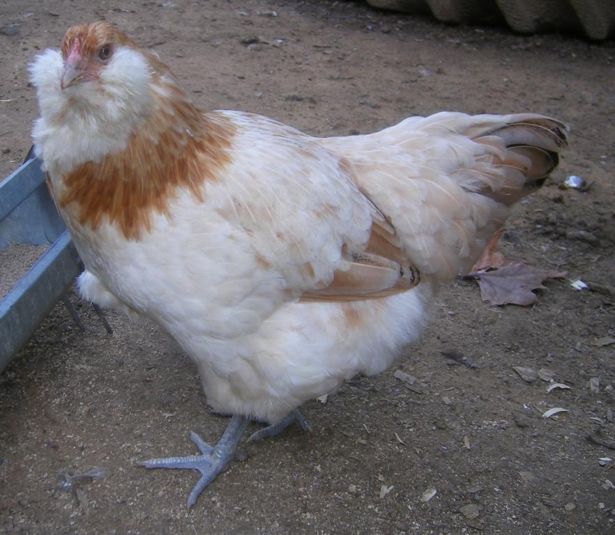 31282_9-20-2011flock036.jpg