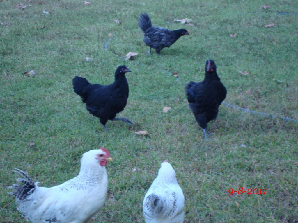 31282_9-8-2011m054.jpg