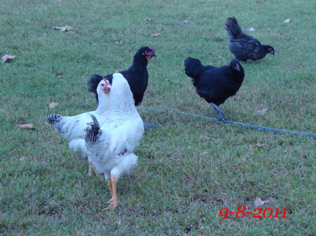 31282_9-8-2011m055.jpg