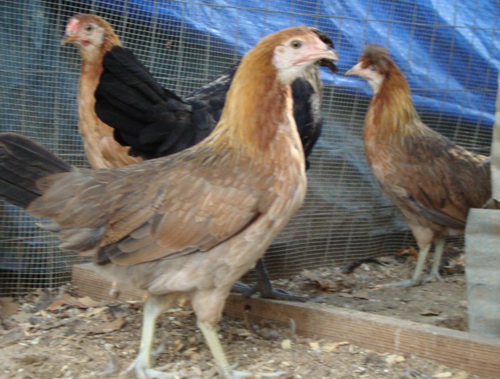 31282_9-9-2011pic006.jpg