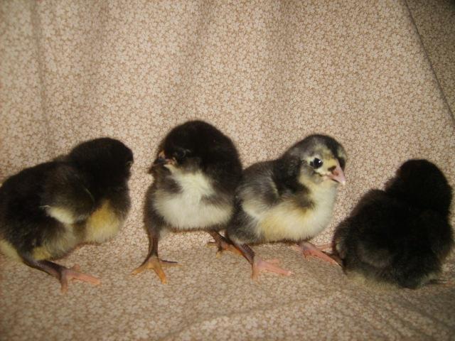 31282_ameraucanas_005.jpg