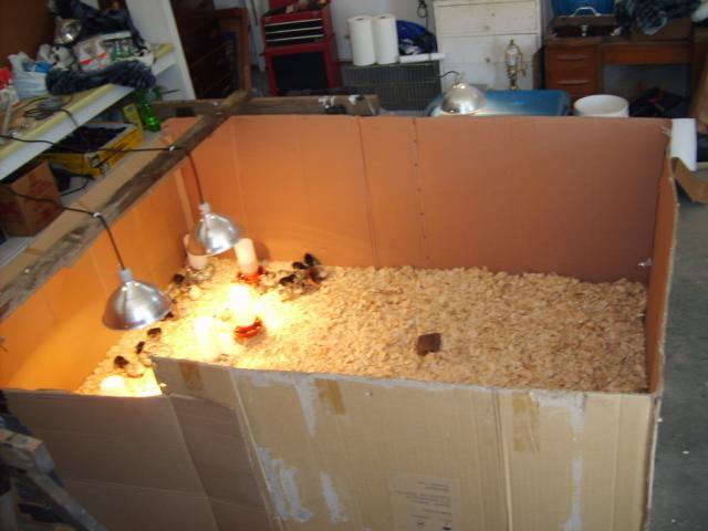 31282_brooder_box_in_garage_002.jpg