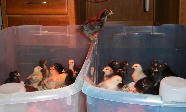 31282_brooder_jumper_001.jpg