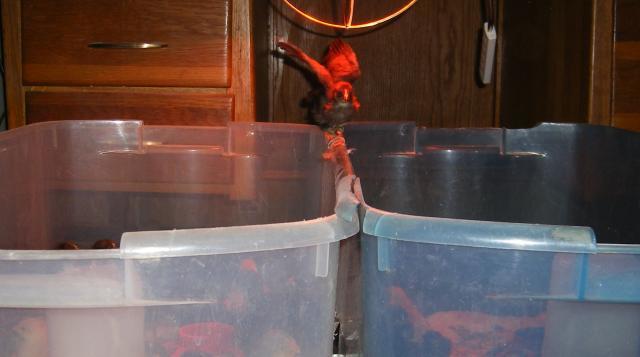31282_brooder_jumper_003.jpg
