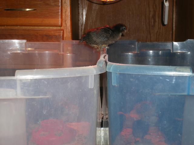 31282_brooder_jumper_004.jpg