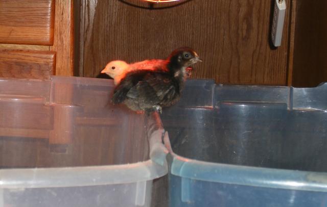 31282_brooder_jumper_005.jpg