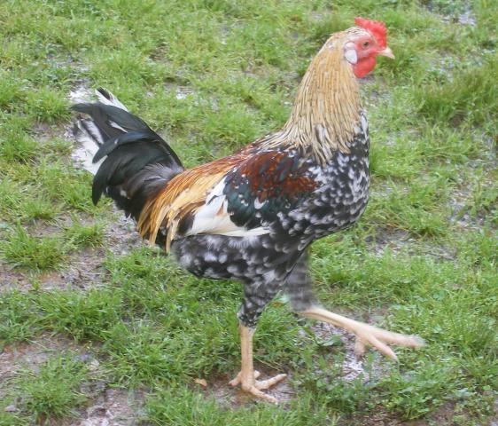 31282_broodies_and_chicks051.jpg