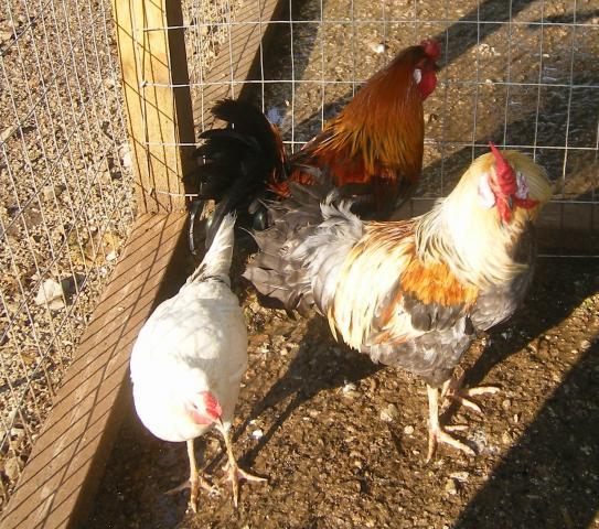 31282_broodies_and_chicks114.jpg