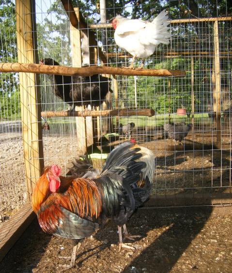 31282_broodies_and_chicks116.jpg