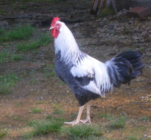 31282_broodies_and_chicks128.jpg