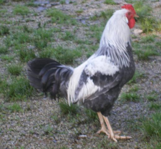 31282_broodies_and_chicks133.jpg