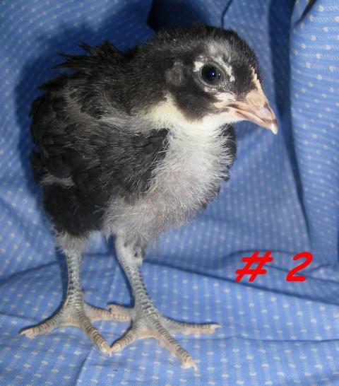 31282_chick2c.jpg