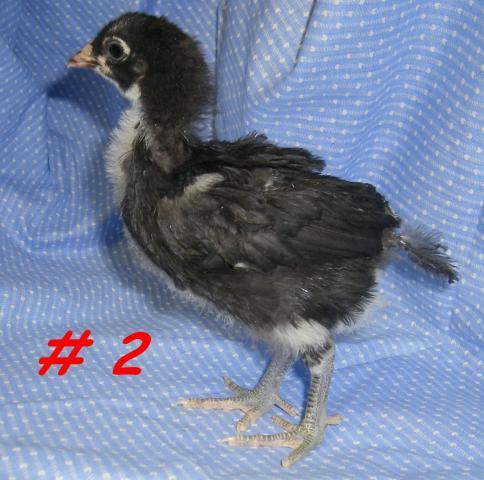 31282_chick2d.jpg